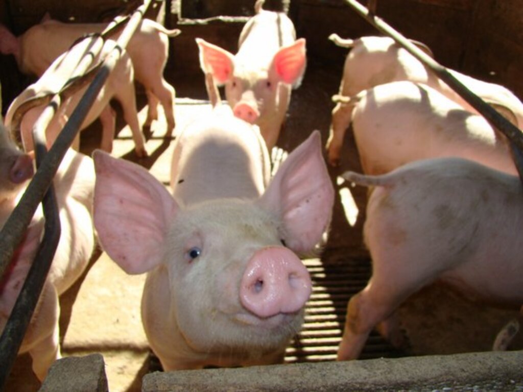 Divulgação - O imposto foi reduzido de 12% para 2%