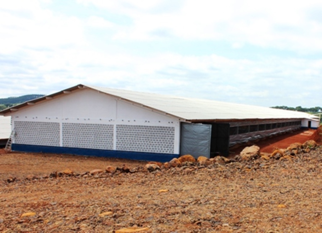 Folha do Oeste - Aviários começarão a receber lotes de aves no próximo sábado, dia 22