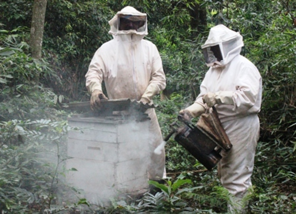 Folha do Oeste - Em geral, a coleta de mel inicia em meados de novembro ou início de dezembro
