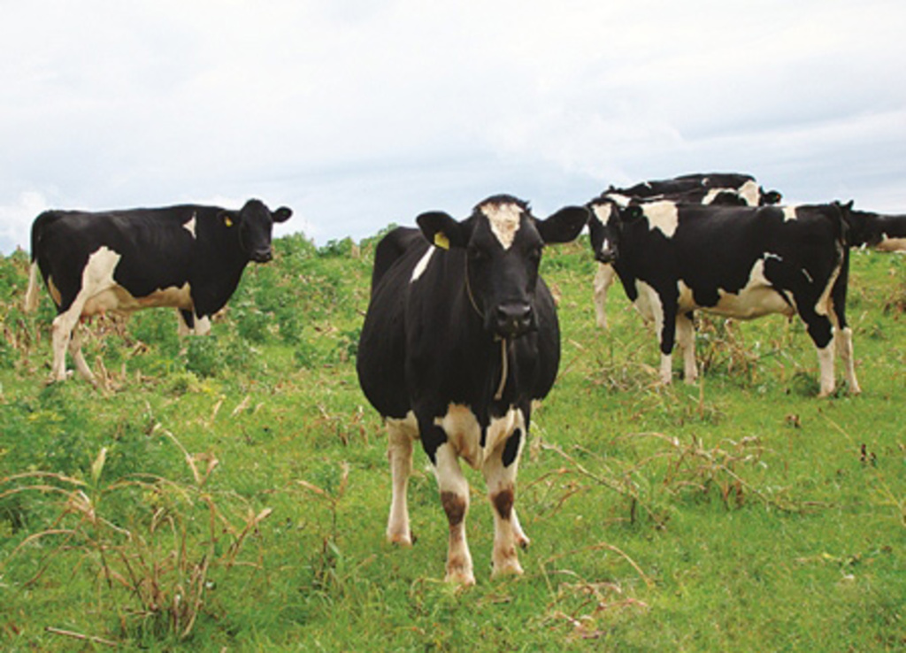 Arquivo - Projeto tem como objetivo verificar a presença de micro-organismos que crescem à baixa temperatura