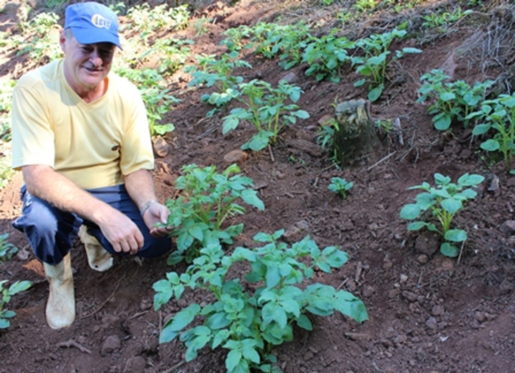 Folha do Oeste - Agricultor Ademar Kinsel em meio a plantação de batatinhas