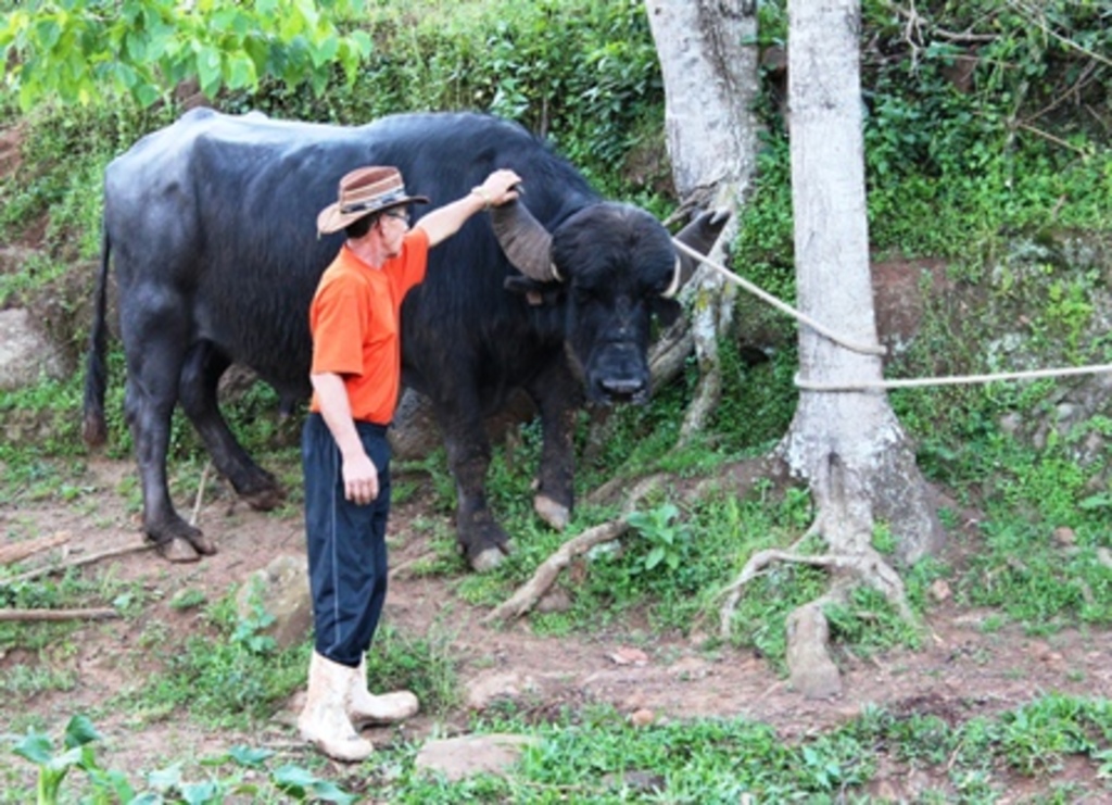 Folha do Oeste - Em geral, os búfalos têm comportamento dócil, o que facilita a criação e o manejo