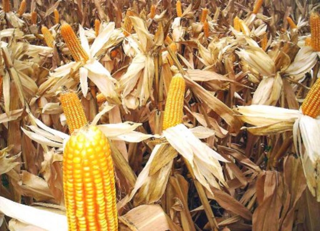 Arquivo - Falta do grão prejudica avicultura, suinocultura e bovinocultura de leite catarinense