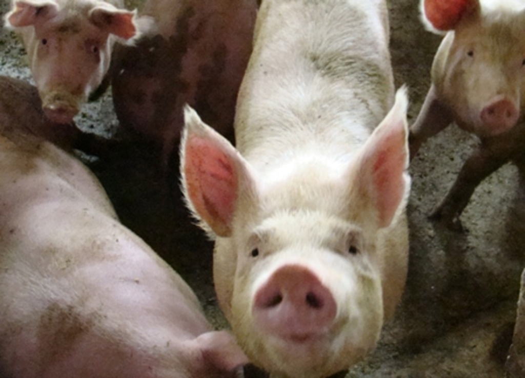 Arquivo/Folha do Oeste - Até o dia 31 deste mês ainda será válida a isenção do ICMS Interestadual para a saída de suínos vivos