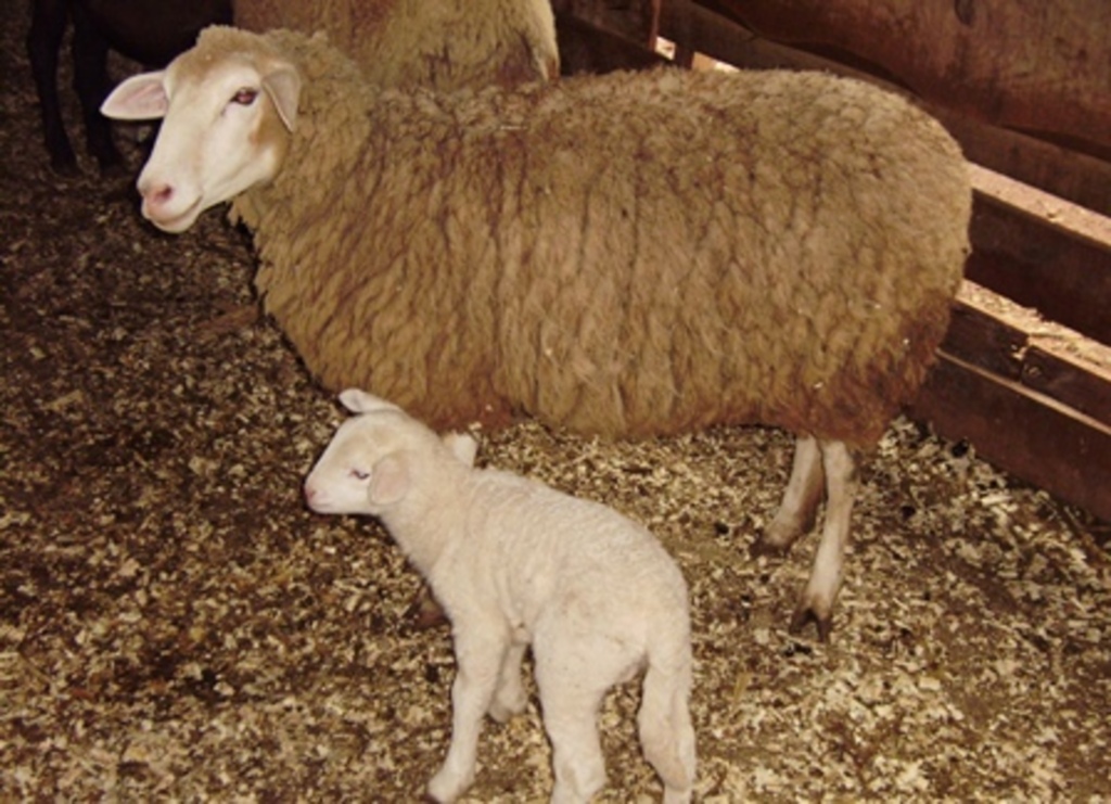 Arquivo/Folha do Oeste - A proposta da Acoesc é fazer com que a atividade se fortaleça junto aos produtores e à comunidade regional