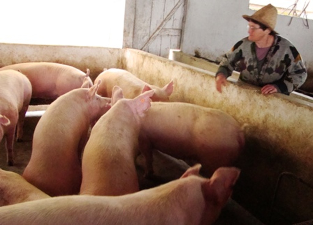 Arquivo/Folha do Oeste - Suínocultores reclamam que valor das 
matrizes está muito baixo