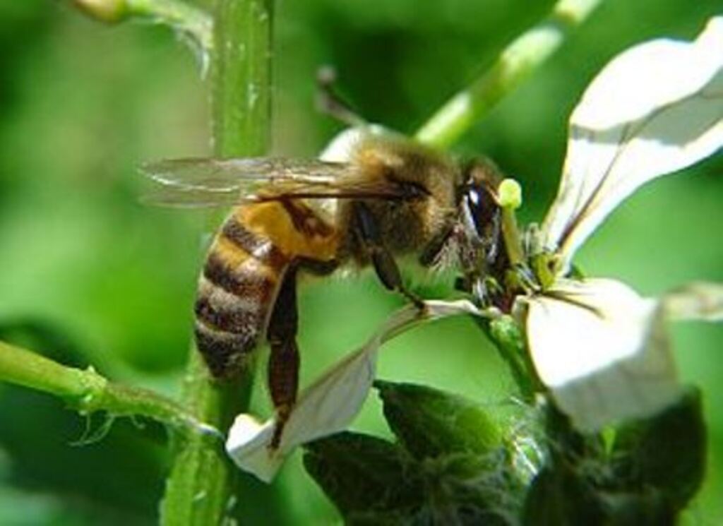 Reprodução - As abelhas africanas cruzaram com as europeias gerando um poli-híbrido 
conhecido como abelha africanizada