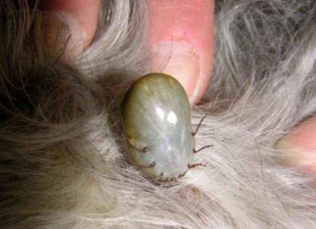 Reprodução - Carrapatos são ectoparasitas hematófagos, responsáveis pela transmissão de inúmeras doenças