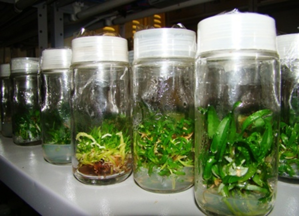 Folha do Oeste - Com mais de 80 espécies nos experimentos, a bióloga destaca que pretende comercializar as plantas