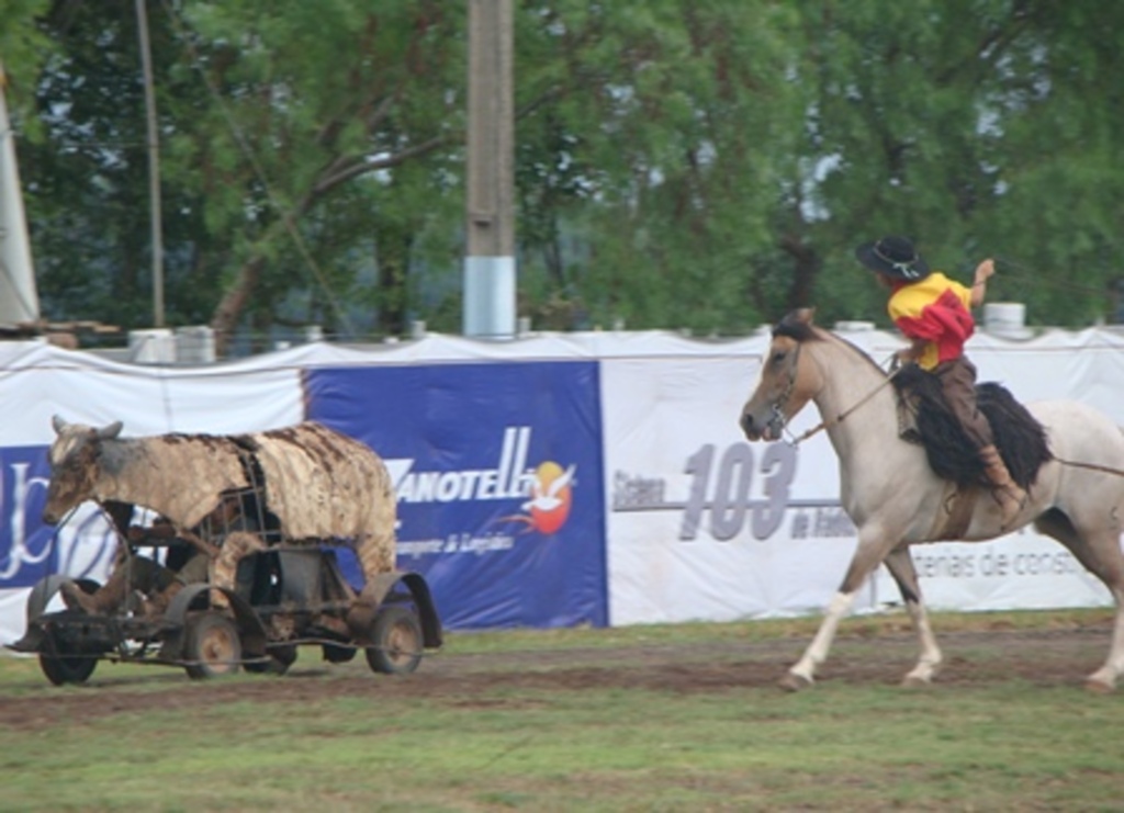 Folha do Oeste - Primeiro dia de evento foi marcado pelo treino dos laçadores