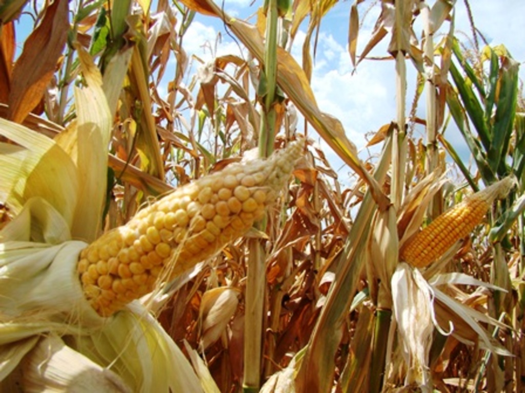 Arquivo/Folha do Oeste - Guaraciaba, Cedro e São Miguel do Oeste já somam mais de 600 pedidos do Proagro