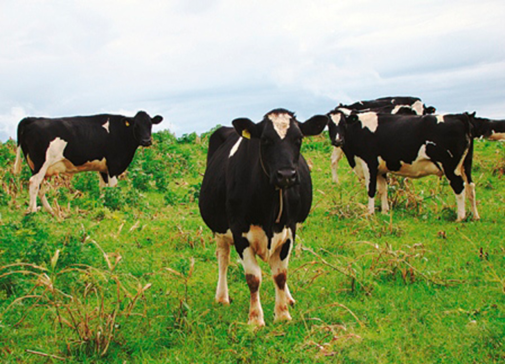 Arquivo/Folha do Oeste - A febre é uma doença viral que atinge bovinos, ovinos, suínos, caprinos e bubalinos