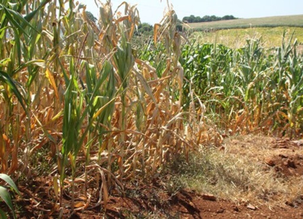 Estiagem: cinco cidades em situação de emergência