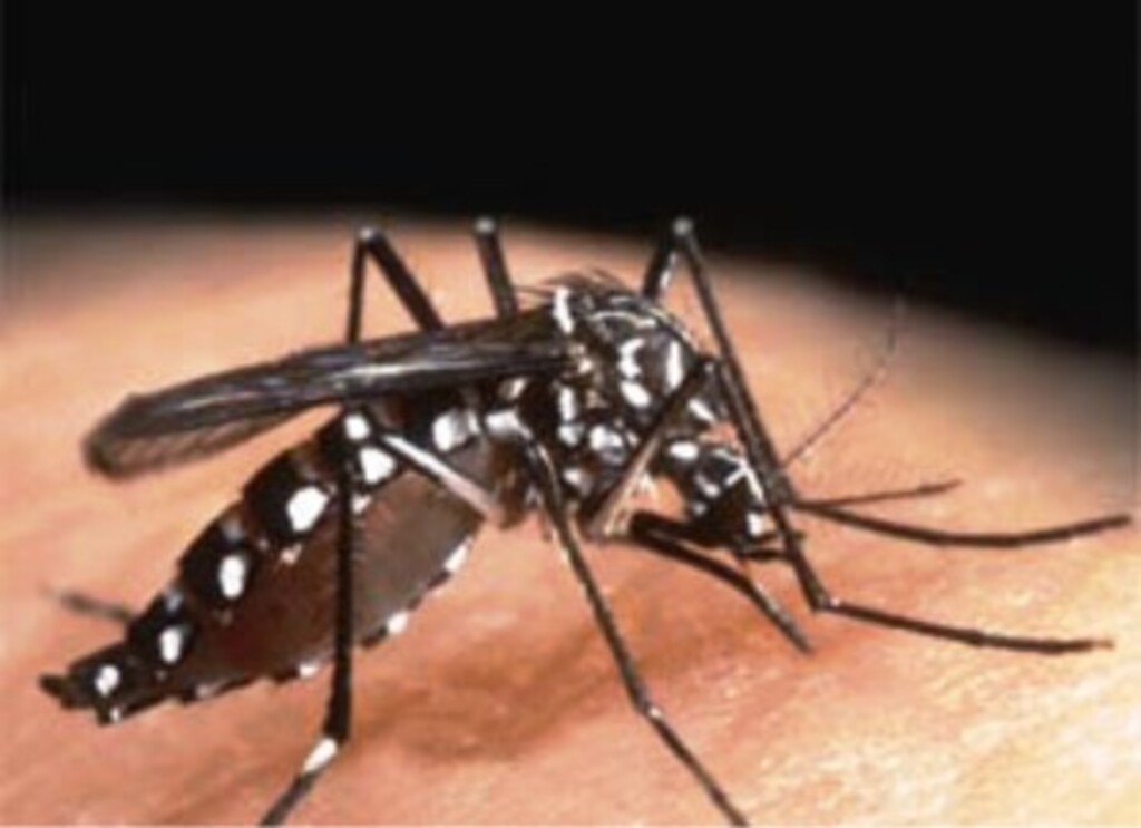 Divulgação da internet - Mosquito da dengue - Aedes Aegypti