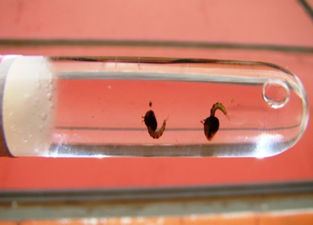 Arquivo divulgação - Larvas do Aedes Aegypti