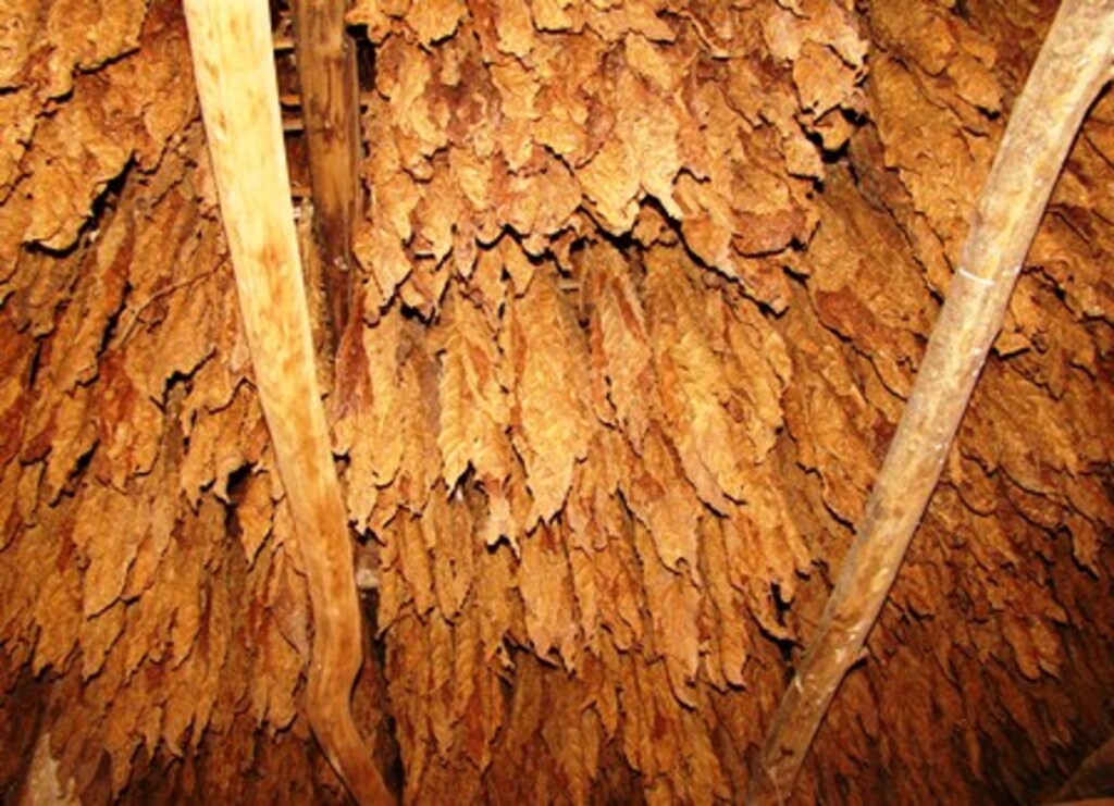 Arquivo Folha do Oeste - Santa Catarina tem cerca de 55 mil famílias que se dedicam a plantação de tabaco