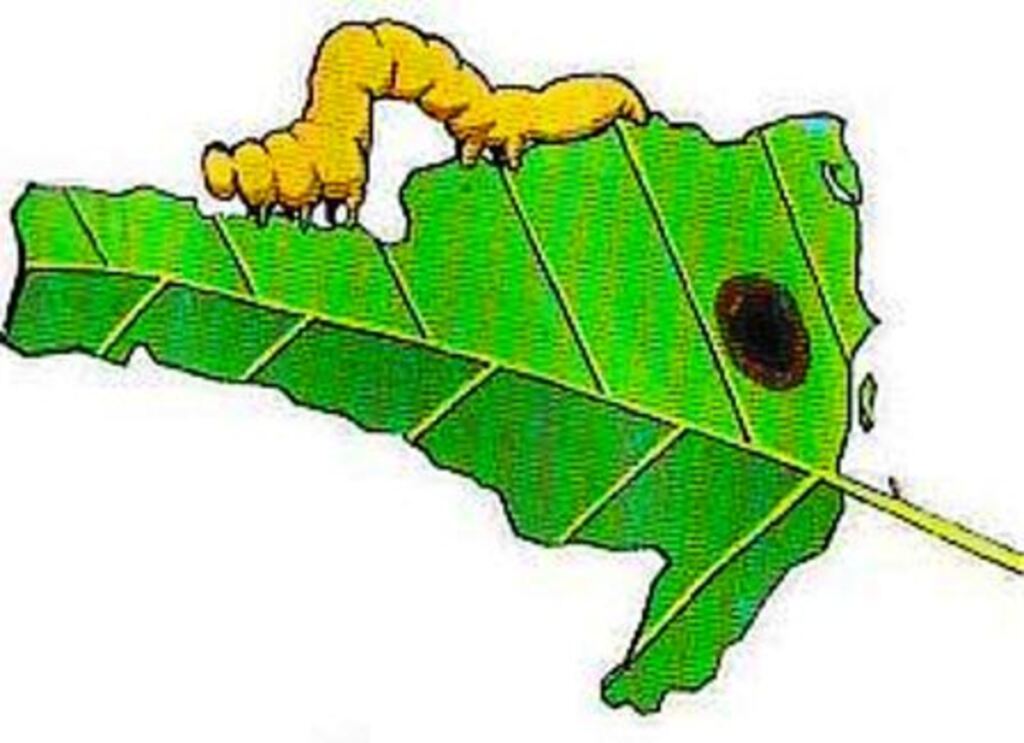 Divulgação - Encontro Catarinense de Fitossanidade