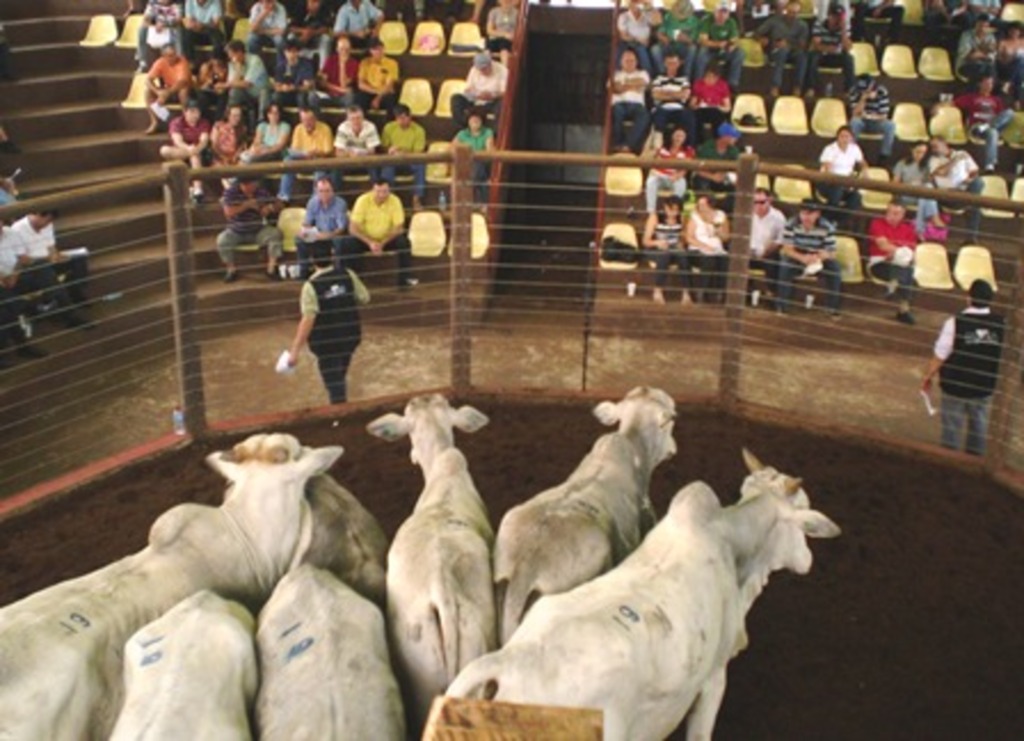 Arquivo Folha do Oeste - Remate será no sádado dia 5, às 14 no Parque Rineu Gransotto