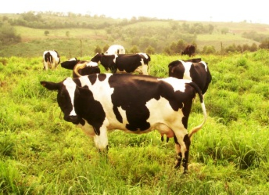 Arquivo Folha do Oeste - Seminário abordará sobre nutrição e manejo alimentar do gado leiteiro
