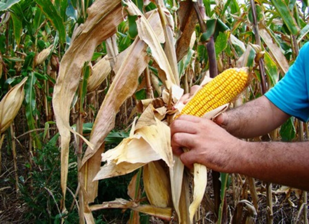 Arquivo Folha do Oeste - Projeto faz parte do Programa de Aquisição de Alimentos da Agricultura Familiar - Doação Simultânea