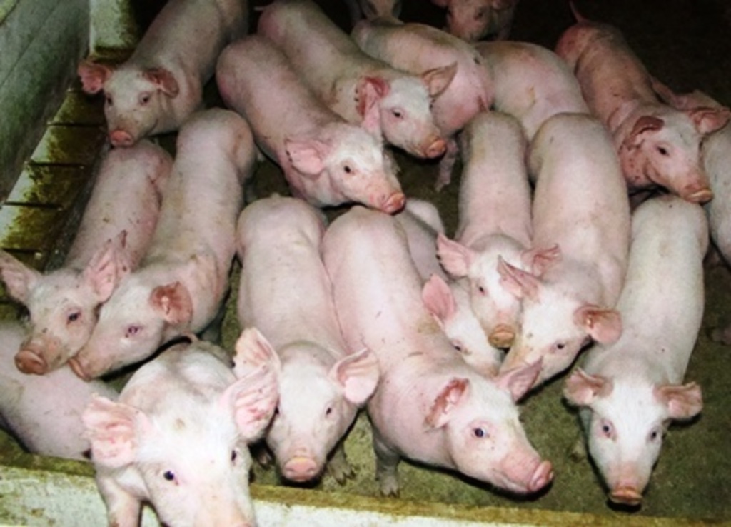 Folha do Oeste - Caso o Japão aprove a importação, SC vai poder dobrar a capacidade de produção