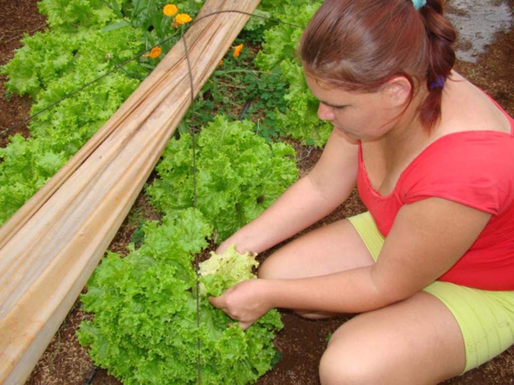 Folha do Oeste - Seminário tem por objetivo orientar a produção de alimentos preservando o meio ambiente