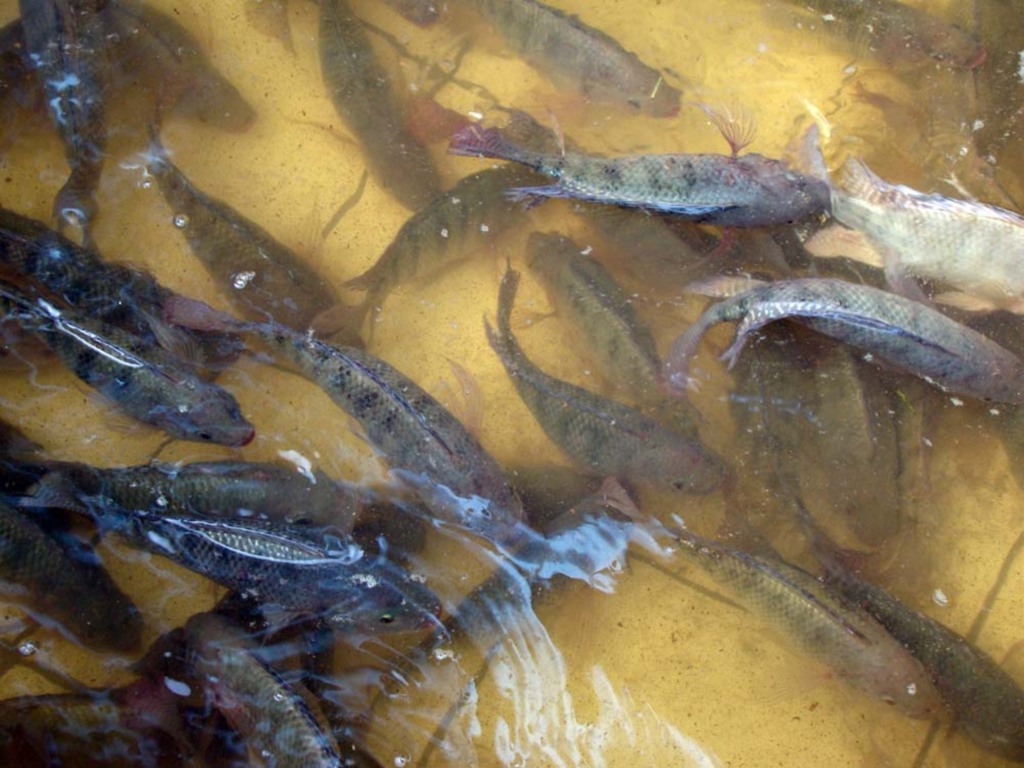 Folha do Oeste - Resolução que licencia a piscicultura, será a largada para um novo período na aquicultura e pesca em SC