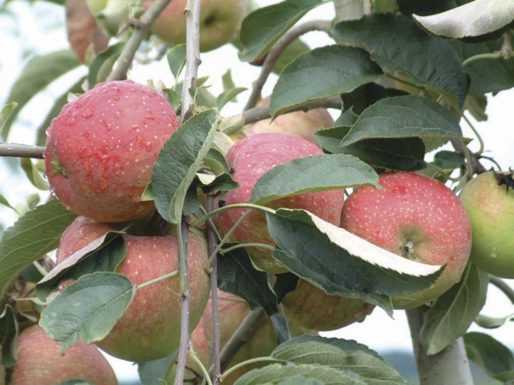 Arquivo - O selo assegura ao consumidor que todo o procedimento atende aos requisitos internacionais de produção