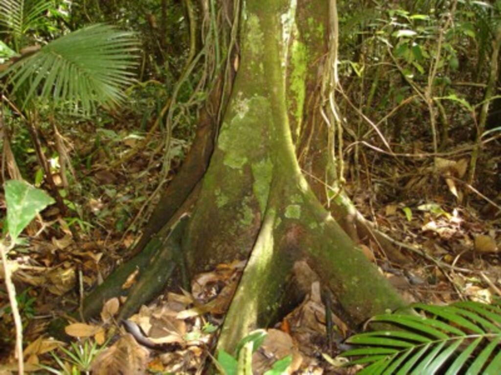 Instituto Rã-bugio para Conservação da Biodiversidade