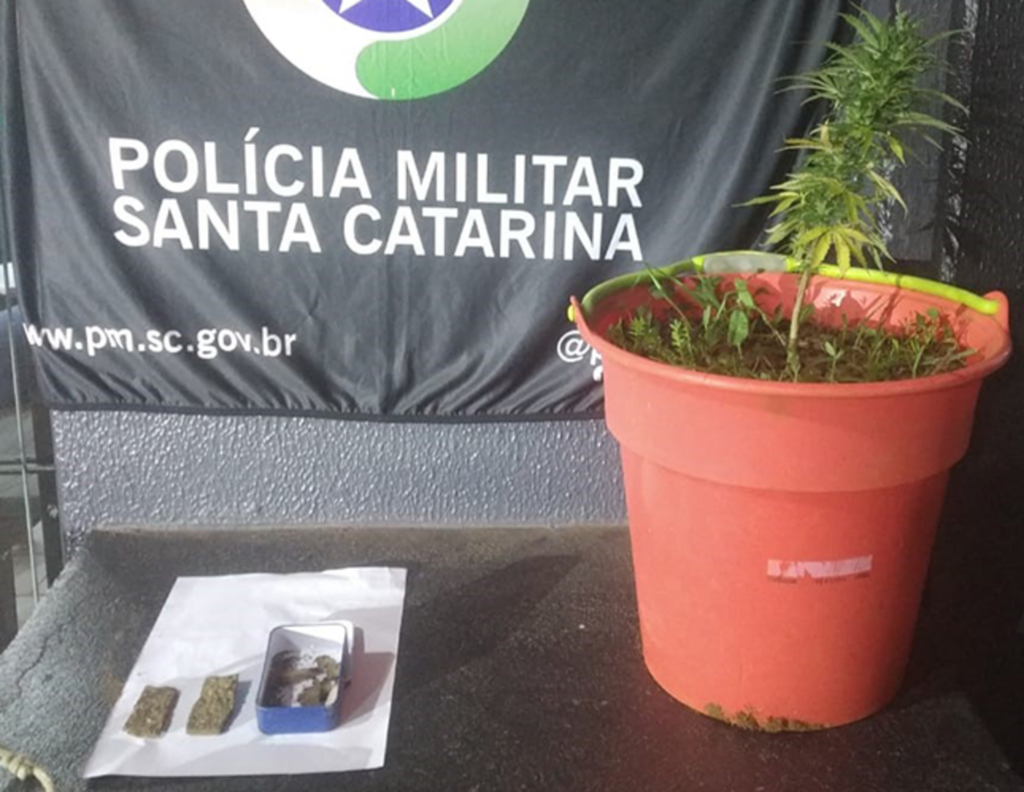 Pé de maconha é apreendido