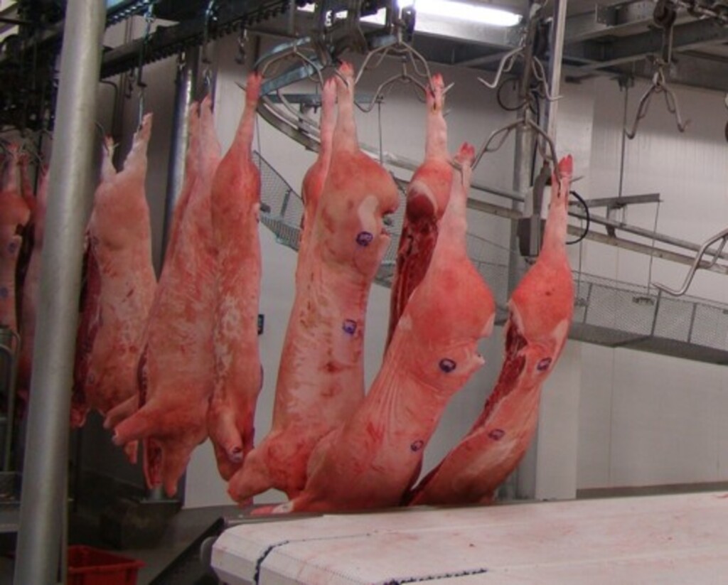 Suinocultura na busca de alternativas para abrir mercados