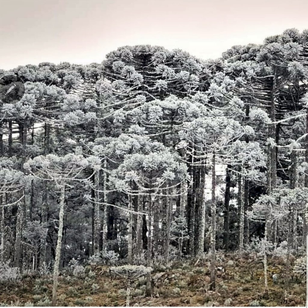 SC registra temperatura negativa com neve no Planto Sul e rajadas de vento de 130 km/h na Serra Catarinense