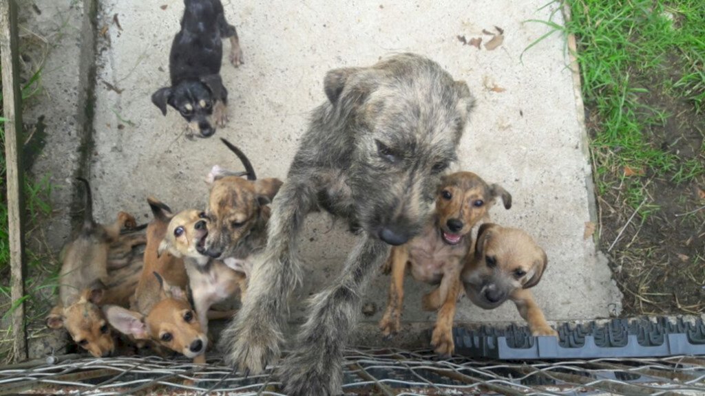 SFS: Proteção aos animais é pauta na segunda-feira (11) com entidades e Secretaria do Meio Ambiente