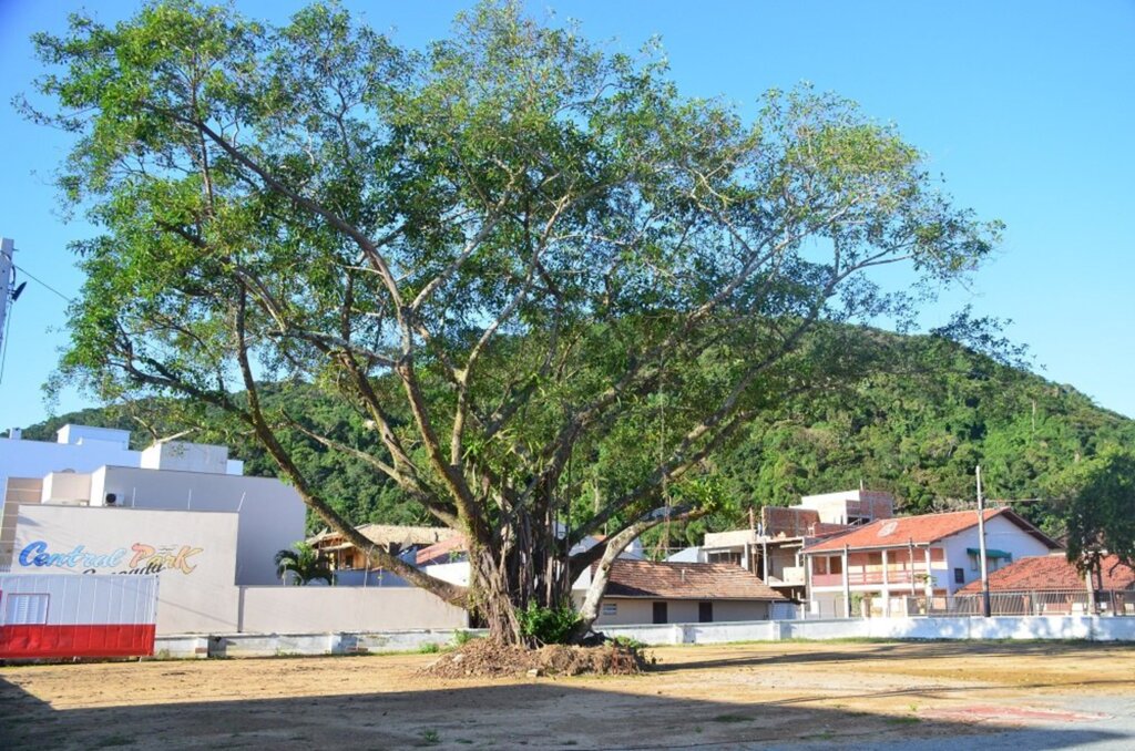 Estação Primavera começa nesta segunda-feira