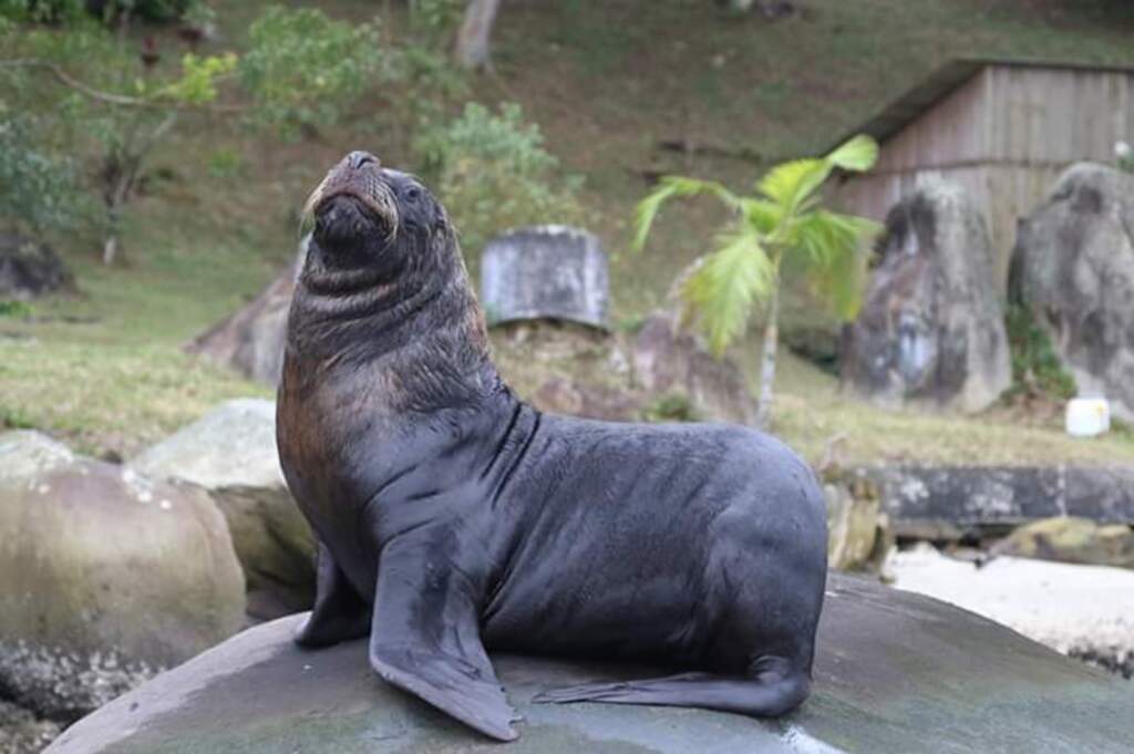 Visita ilustre: leão-marinho escolhe águas tranquilas da Baía Babitonga para descansar