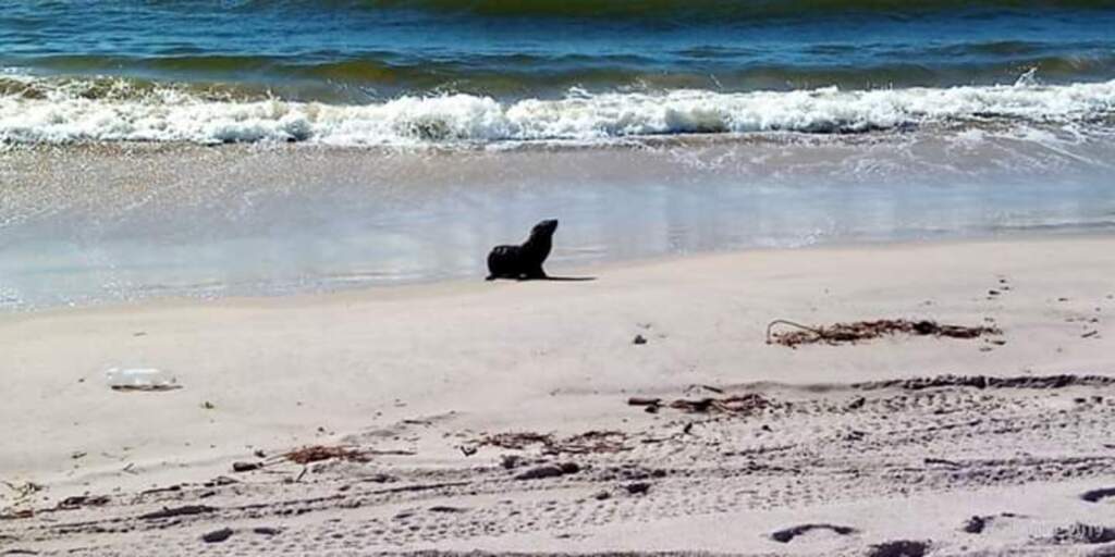 Filhote de lobo-marinho aparece em praias de São Francisco do Sul e Itapoá