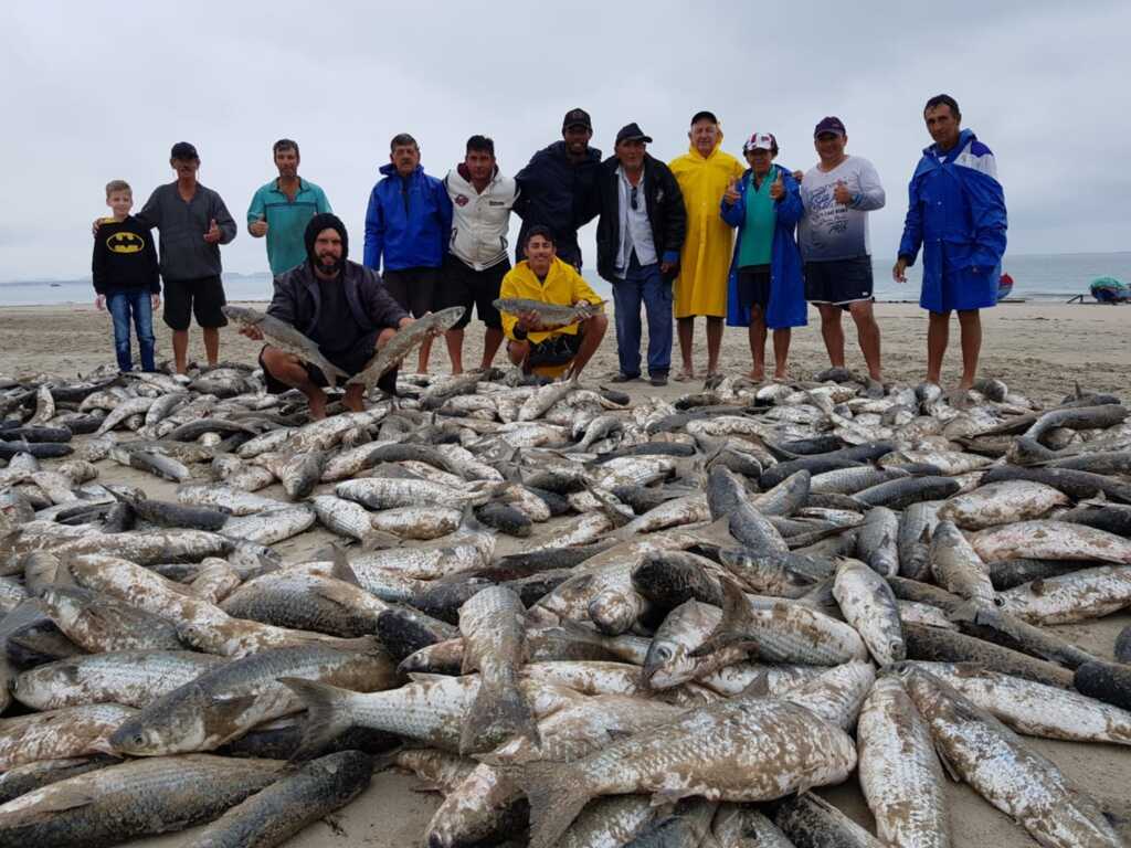 Rancho na Praia do Forte pesca 1.700 tainhas nesta segunda-feira