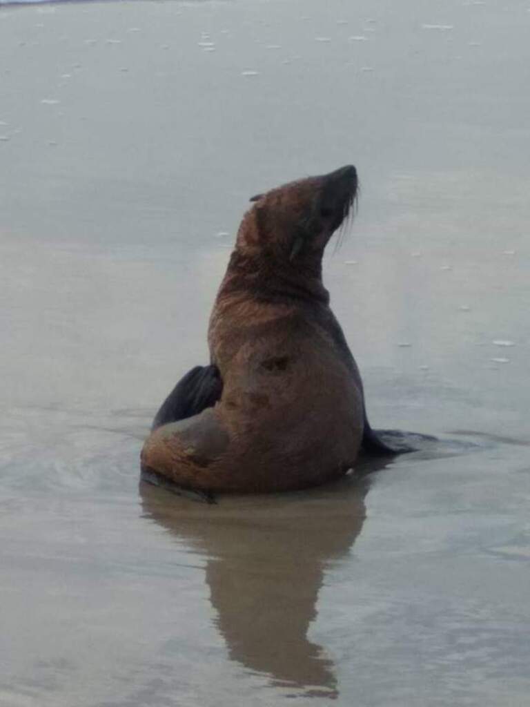 Lobo marinho é avistado na Praia Grande