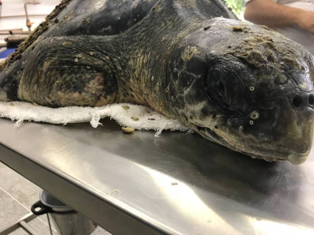 Tartaruga-oliva é encontrada debilitada na Praia Grande pelo PMP