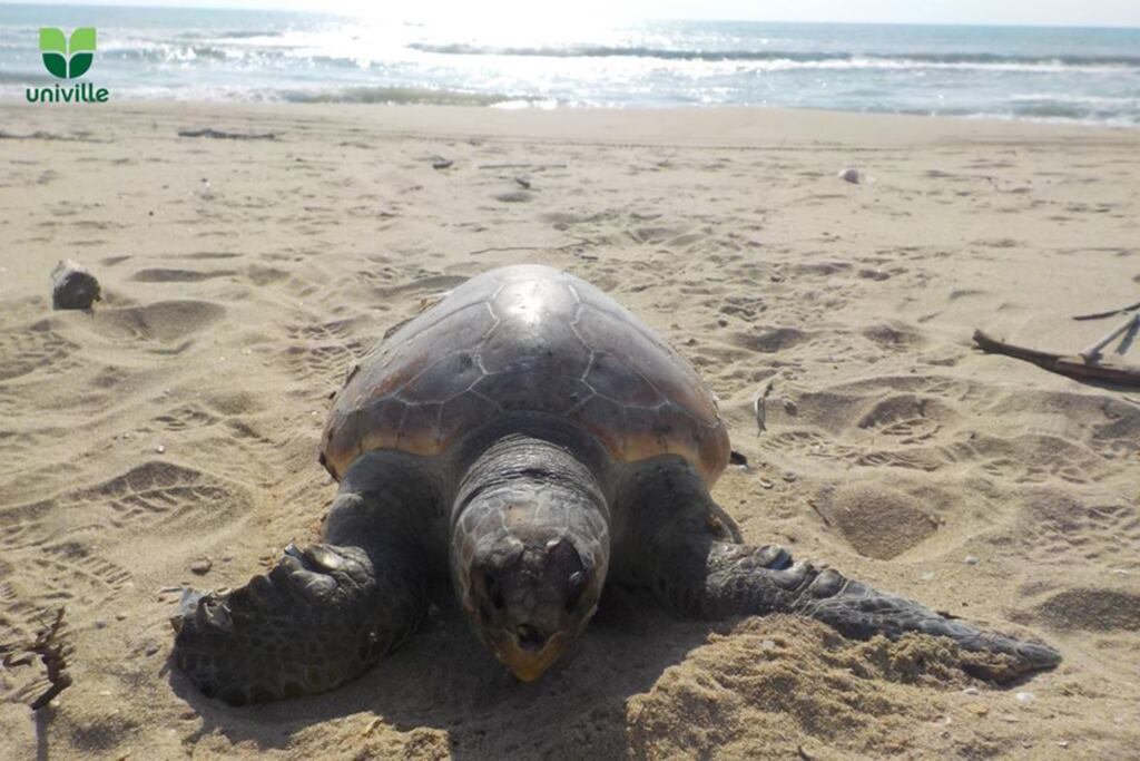 Tartaruga-cabeçuda solta na Prainha é encontrada morta