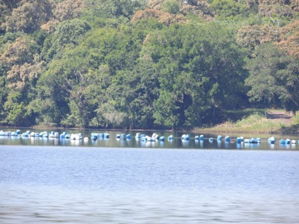 Áreas de cultivo de ostras e mexilhões continuam interditadas em SC