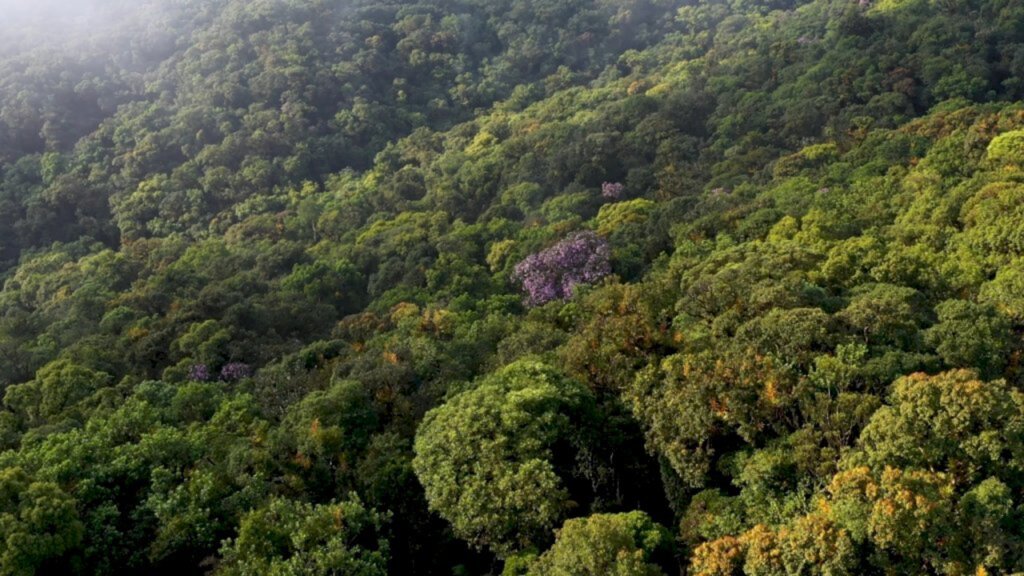 Empresa lança projeto inédito de preservação de florestas da Mata Atlântica em Santa Catarina