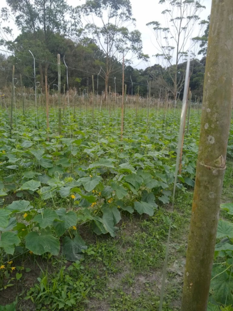 SC anuncia medidas para minimizar prejuízos com a estiagem no meio rural