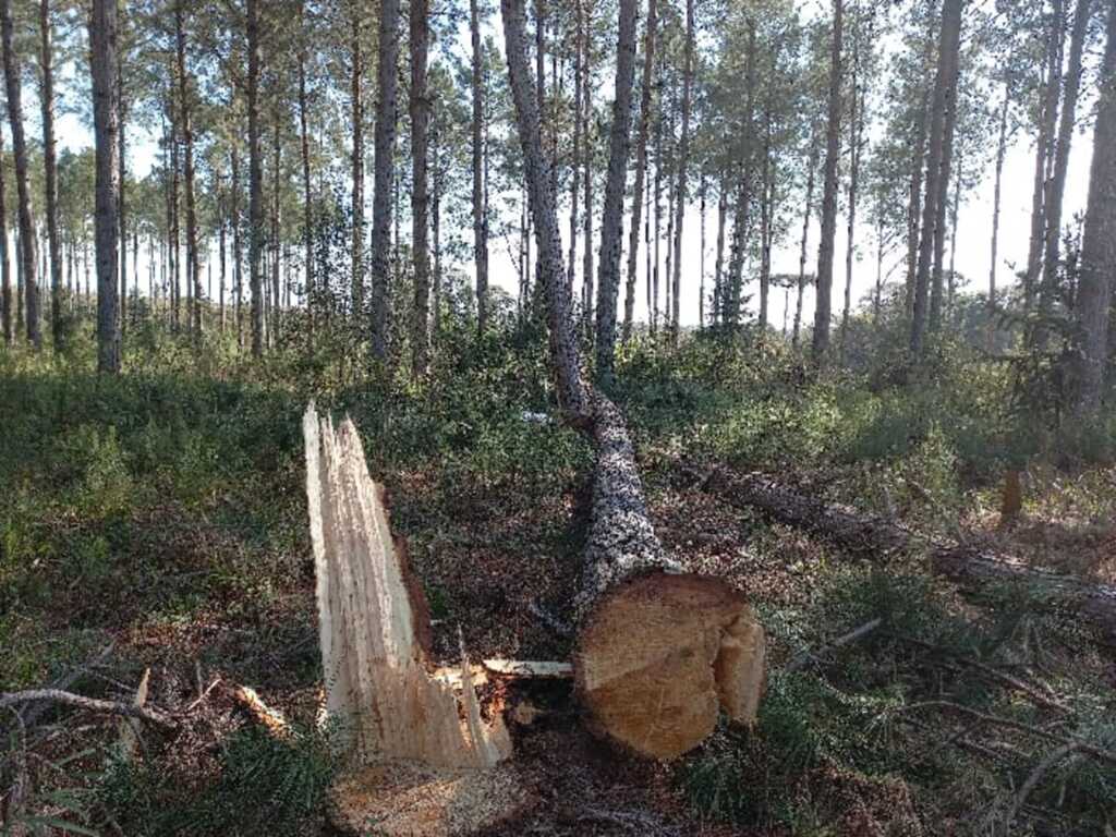 Trabalhador morre atingido por árvore em Otacílio Costa