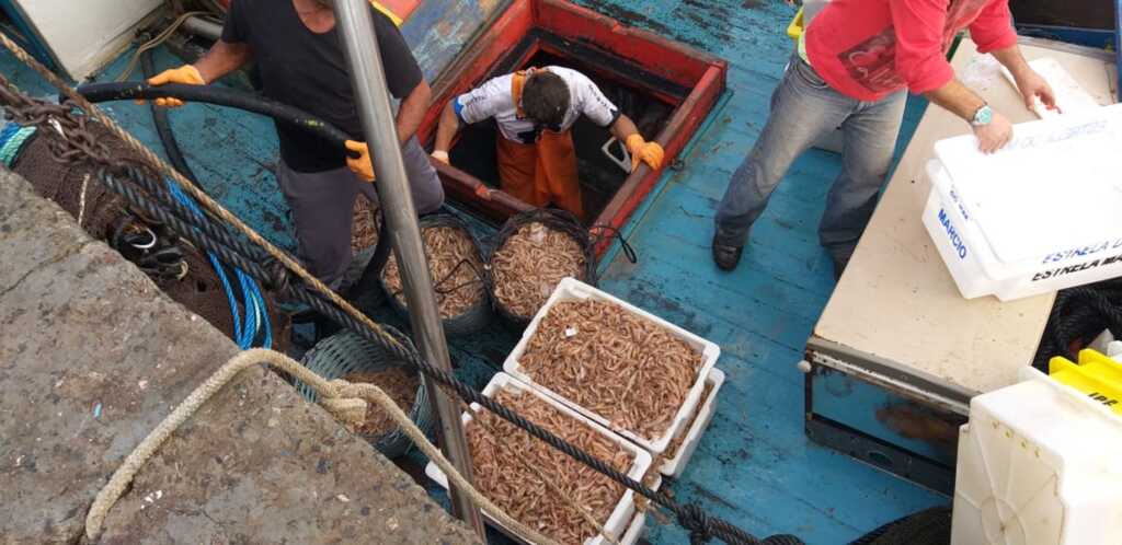 Pesca do camarão incrementa economia francisquense