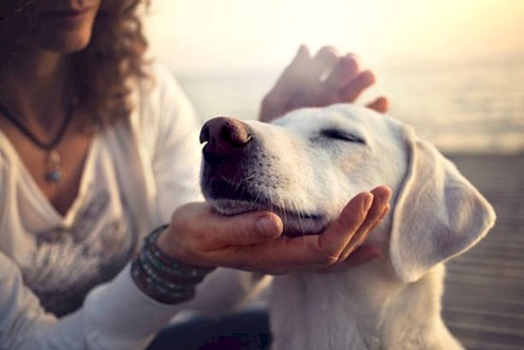 Audiência de conciliação formaliza visitas e pensão para cão de casal recém-separado