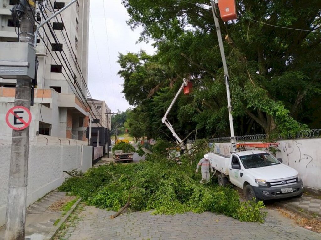 Celesc reforça alerta para perigos e danos da vegetação na rede