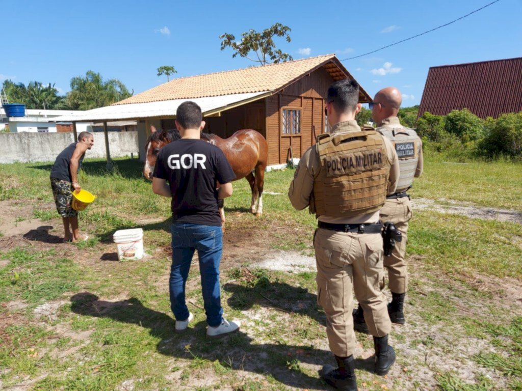 Cavalo é resgato pelo GOR