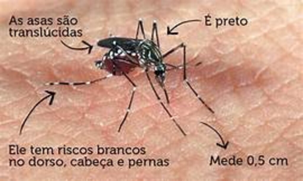 Santa Catarina confirma primeiro óbito por dengue de 2021