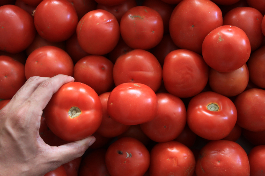 Aumento médio no tomate supera qualquer recorde